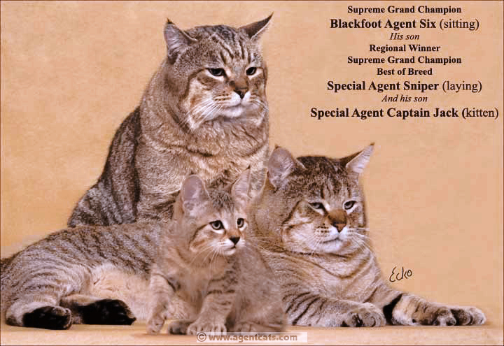 SGC Blackfoot Agent Six, RW SGC Special Agent Sniper, Special Agent Captain Jack