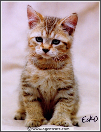 Trinity at 10 Weeks Old