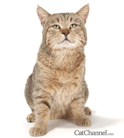 Pixiebob Cat Showing Face -- Pixiebob Cat from Special Agent Cattery Pixie-Bob Cat from Special Agent Cattery