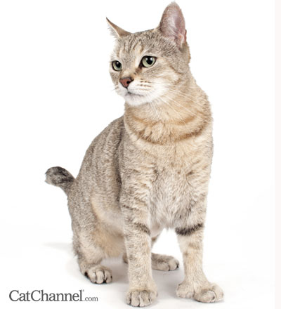 Pixie-Bob Cat from Special Agent Cattery