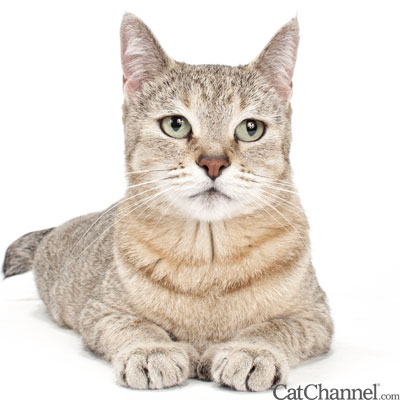 Pixiebob Cat Picture -- Pixiebob Cat from Special Agent Cattery Pixie-Bob Cat from Special Agent Cattery