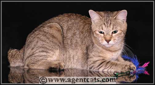 Special Agent Trimity